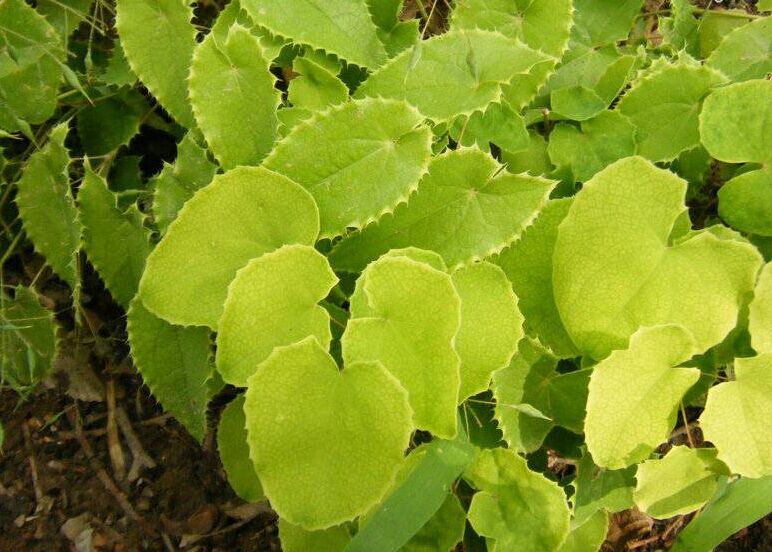 Epimedium P.E.